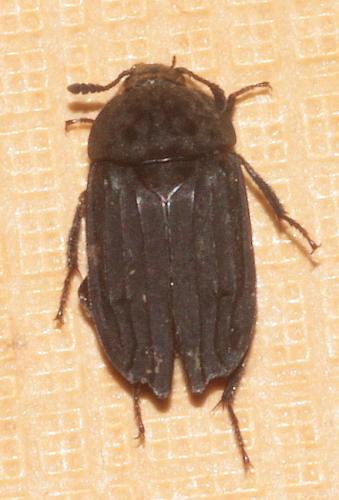 Thanatophilus sinuatus